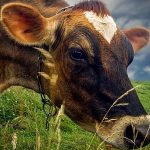 Essay on Cow in Hindi – गाय पर निबंध