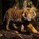 Save Tiger Essay in Hindi – बाघ बचाओ पर निबंध