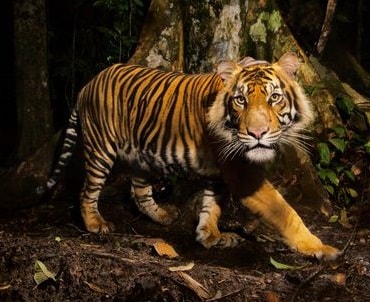 Save Tiger Essay in Hindi