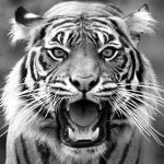 Essay on Tiger in Hindi – बाघ पर निबंध