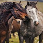 Essay on Horse in Hindi Language – घोड़ा पर निबंध