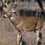 Essay on Deer in Hindi – हिरन पर निबंध