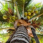 Essay on Coconut Tree in Hindi – नारियल के पेड़ पर निबंध