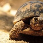 Short Essay on Tortoise in Hindi – कछुए पर निबंध