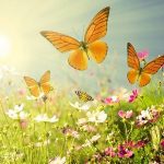 Short Essay on Butterfly in Hindi – तितली पर निबंध