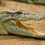Essay on Crocodile in Hindi Language – मगरमच्छ पर निबंध