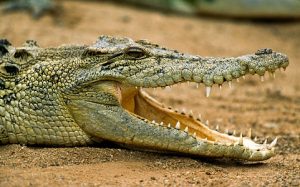 Essay on Crocodile in Hindi Language