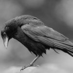 Essay on Crow in Hindi – कौवे पर निबंध