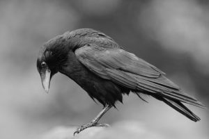 Essay on Crow in Hindi