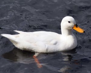 Essay on Duck in Hindi