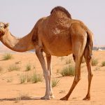 Essay on Camel in Hindi – ऊंट पर निबंध