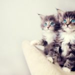 Essay on Cats in Hindi – बिल्ली पर निबंध