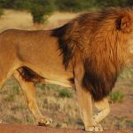 Essay on Lion in Hindi – शेर पर निबंध