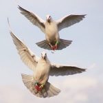 Essay on Pigeon in Hindi Language – कबूतर पर निबंध