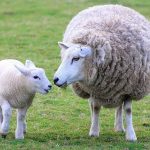 Essay on Sheep in Hindi Language – भेड़ पर निबंध