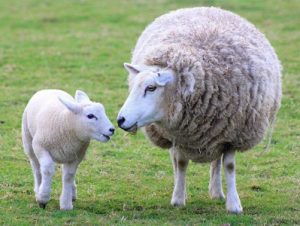 Essay on Sheep in Hindi Language