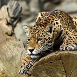 Essay on Leopard in Hindi – तेंदुए पर निबंध