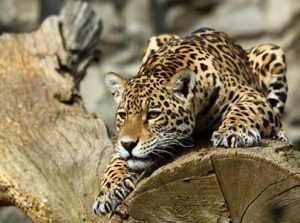 Essay on Leopard in Hindi