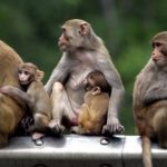 Essay on Monkey in Hindi – बंदर पर निबंध