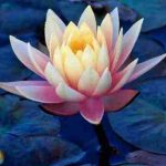 Essay on Lotus Flower in Hindi – कमल के फूल पर निबंध