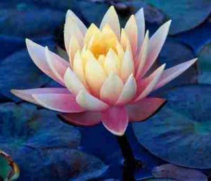 Essay on Lotus Flower in Hindi