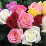 Essay on My Favourite Flower Rose in Hindi – गुलाब के फूल पर निबंध