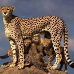 10 Lines on Cheetah in Hindi Language
