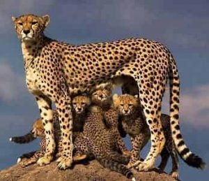 10 Lines on Cheetah in Hindi