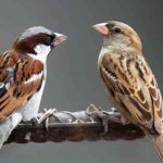 Essay on Sparrow in Hindi – चिड़िया पर निबंध
